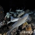shark_whitetip_reef_mancg_ci_h_0255_cos1051.jpg